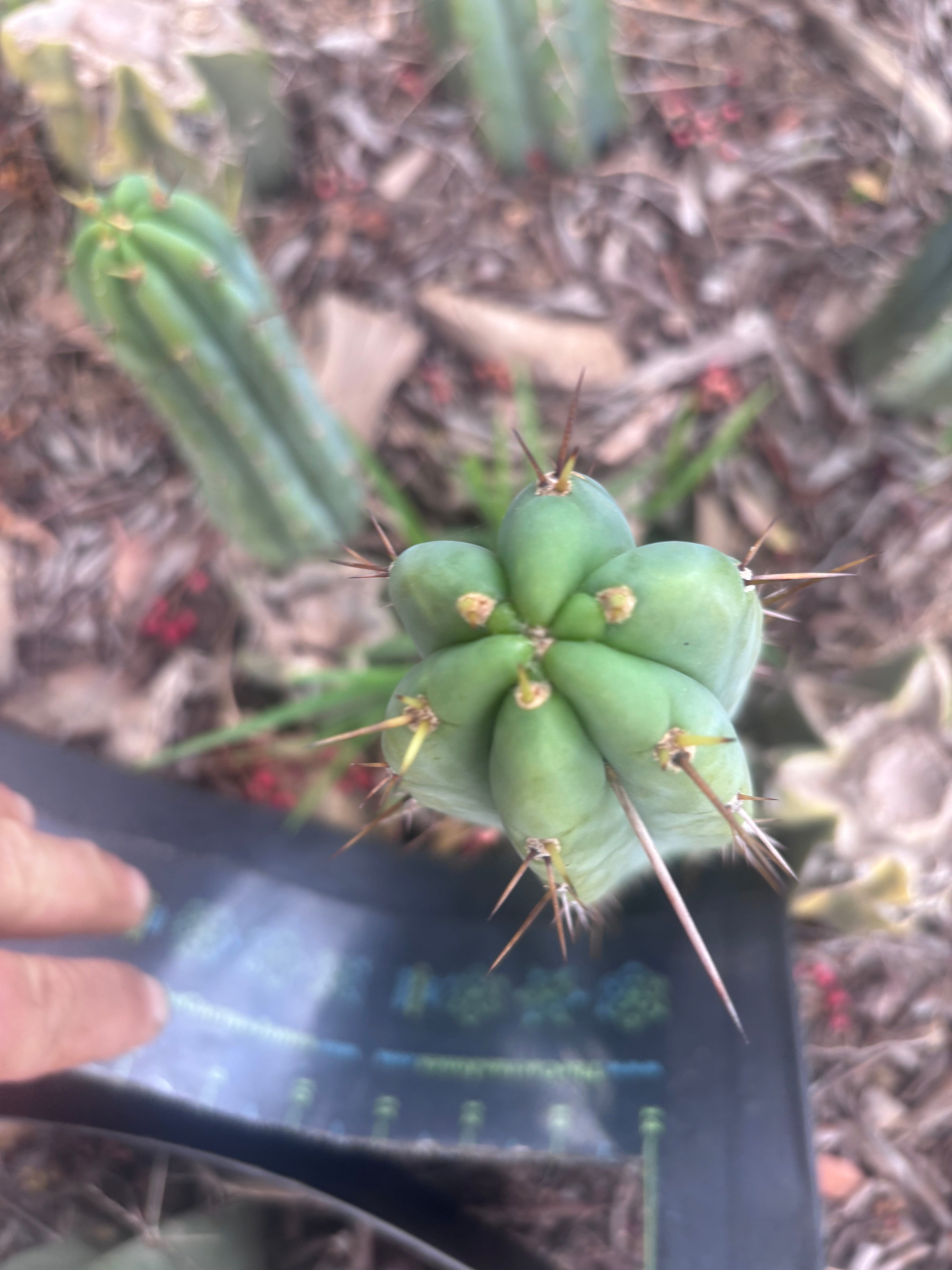 👑🌶️🌶️ Pala! — 11” Pup