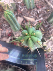 👑🌶️🌶️ Pala! — 11” Pup