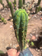 👑🌶️🌶️  Jiimz Twin — 15” Pup