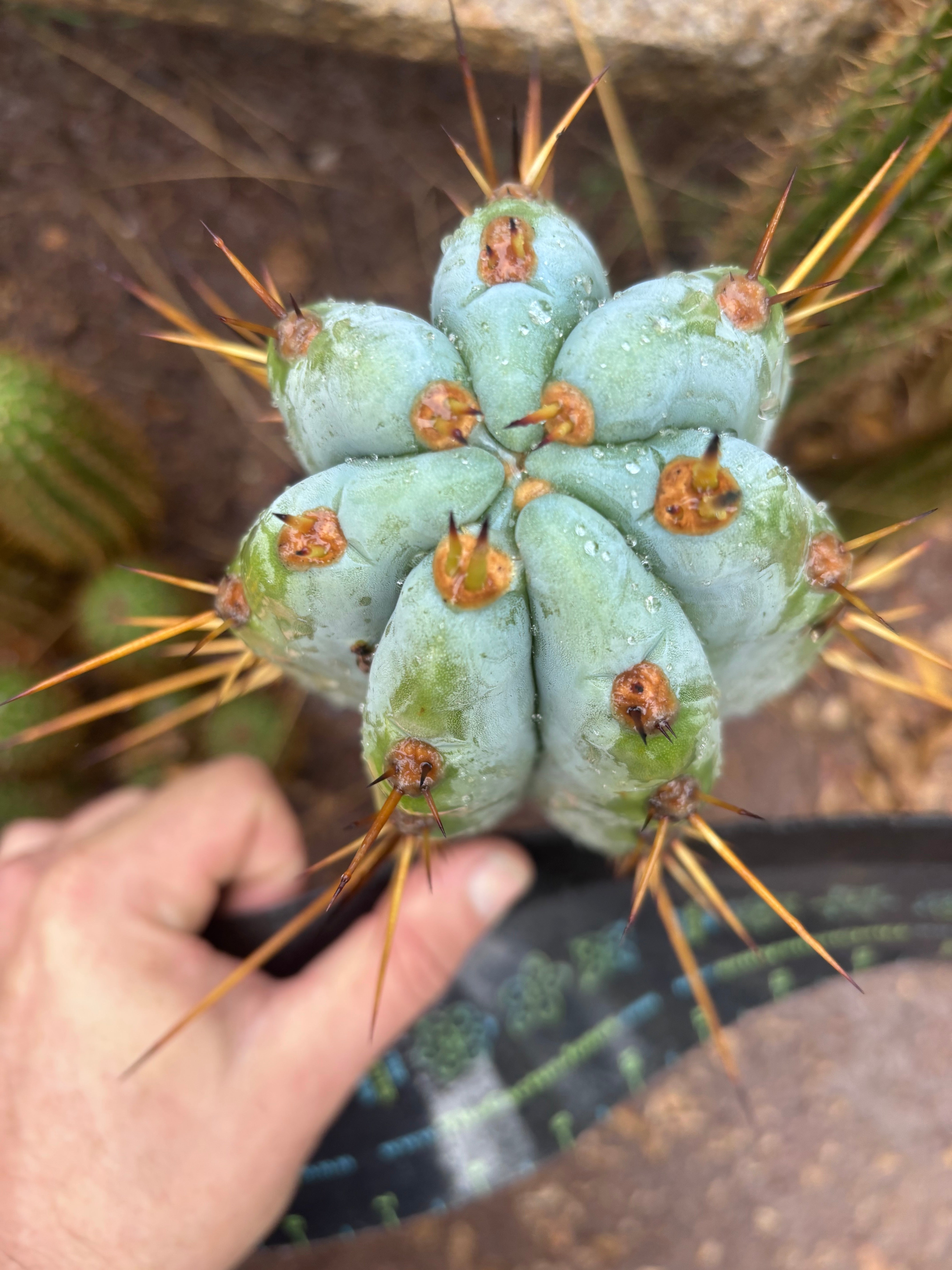 💎👑 BBG48.1540 — Fat 6” Tip