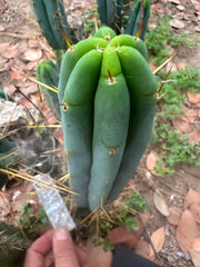 🌶️ Baker Helen Bridge — 12” Tip