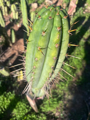 👑🌶️🌶️  Lumberjack — XL 14” Pup