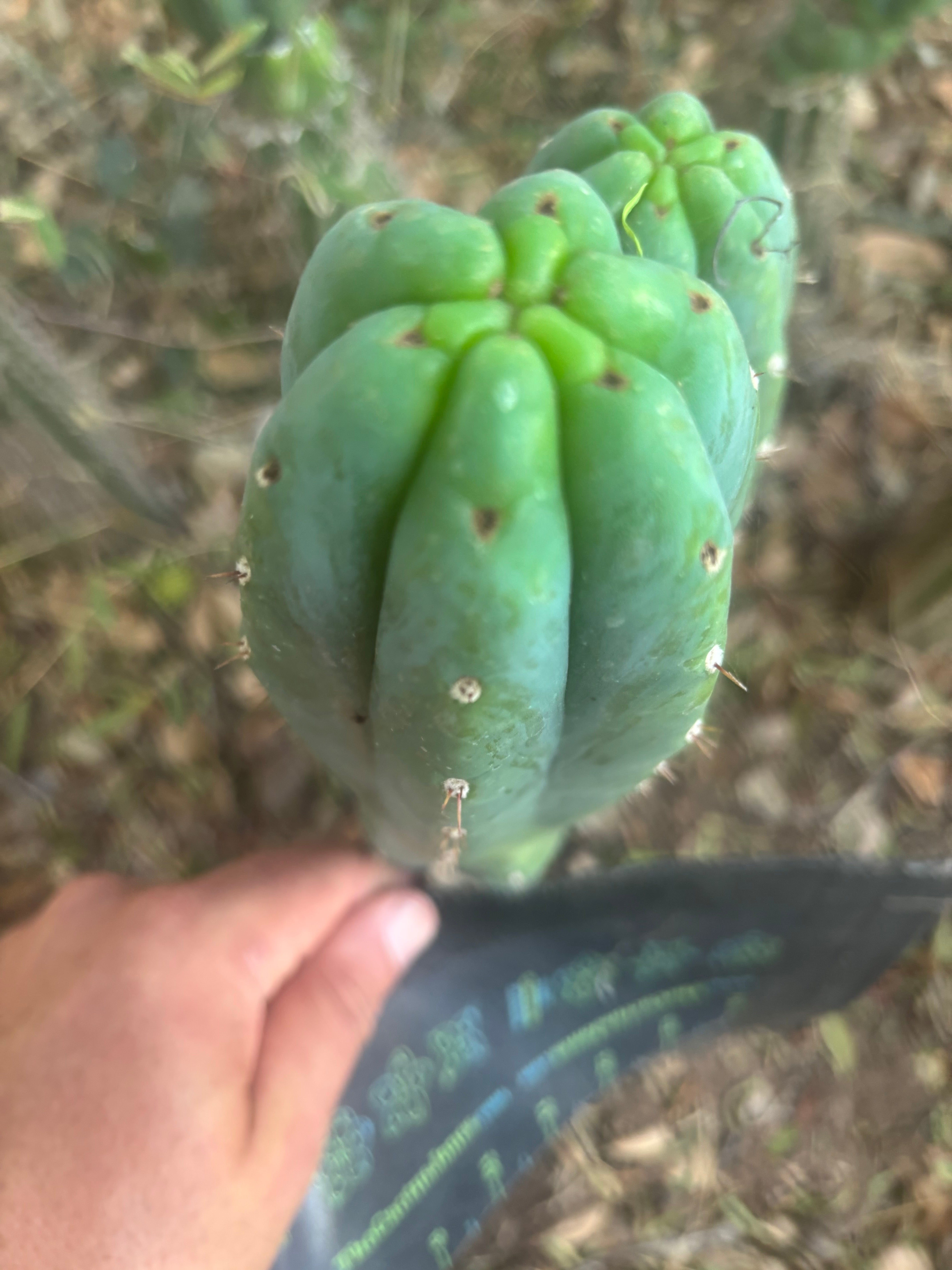👑🌶️🌶️ KR04 — 8” Tip