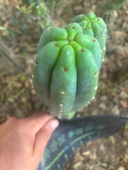 👑🌶️🌶️ KR04 — 8” Tip