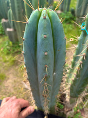 🌶️ 0102 — XL 14” Tip