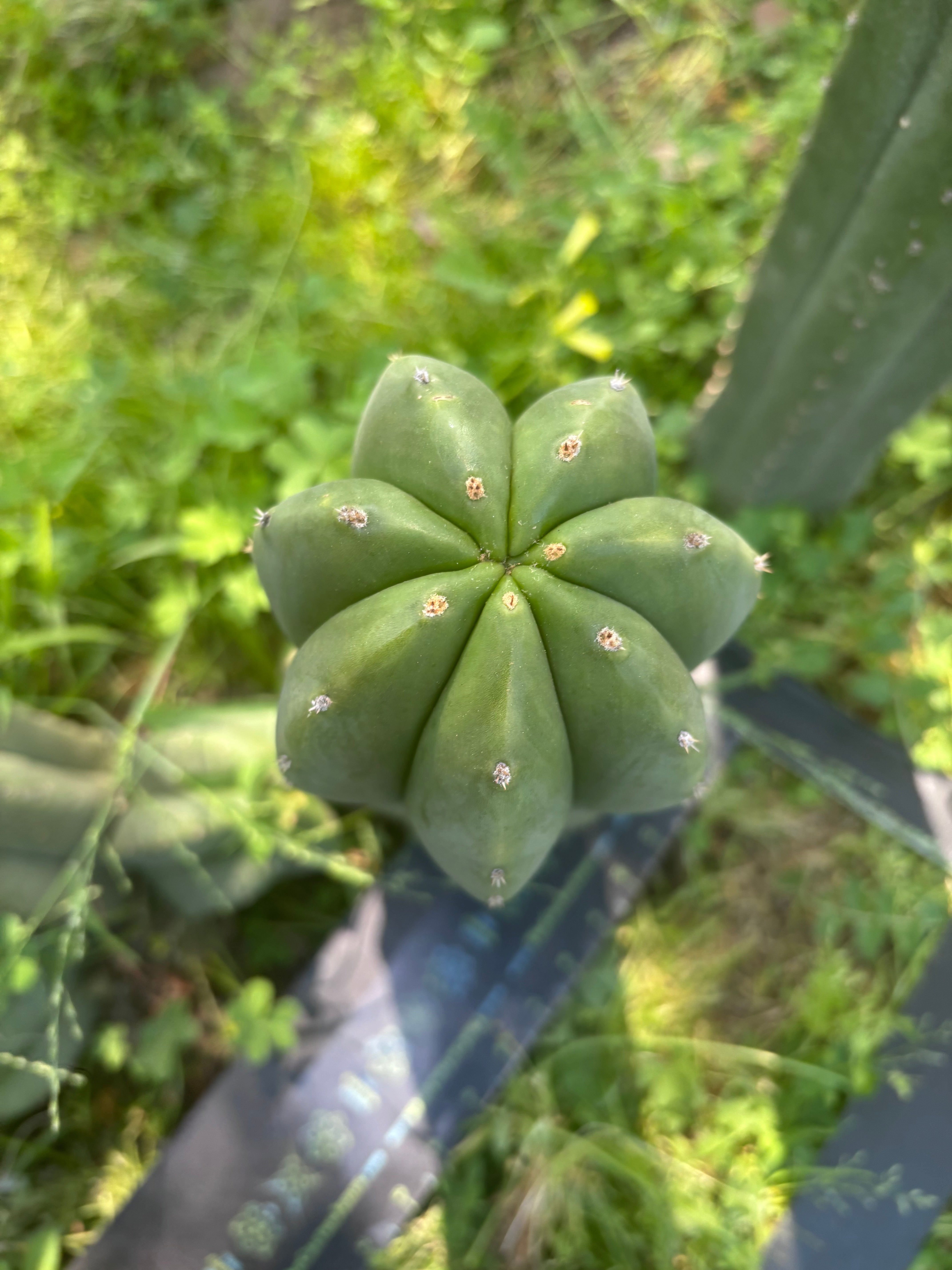💎🌶️ Jonesy07 — Massive 14” Pup