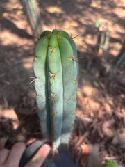 👑🌶️🌶️ Pala! — 11” Pup