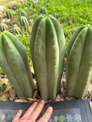 👑🌶️ Scop A — Fully Rooted 13”