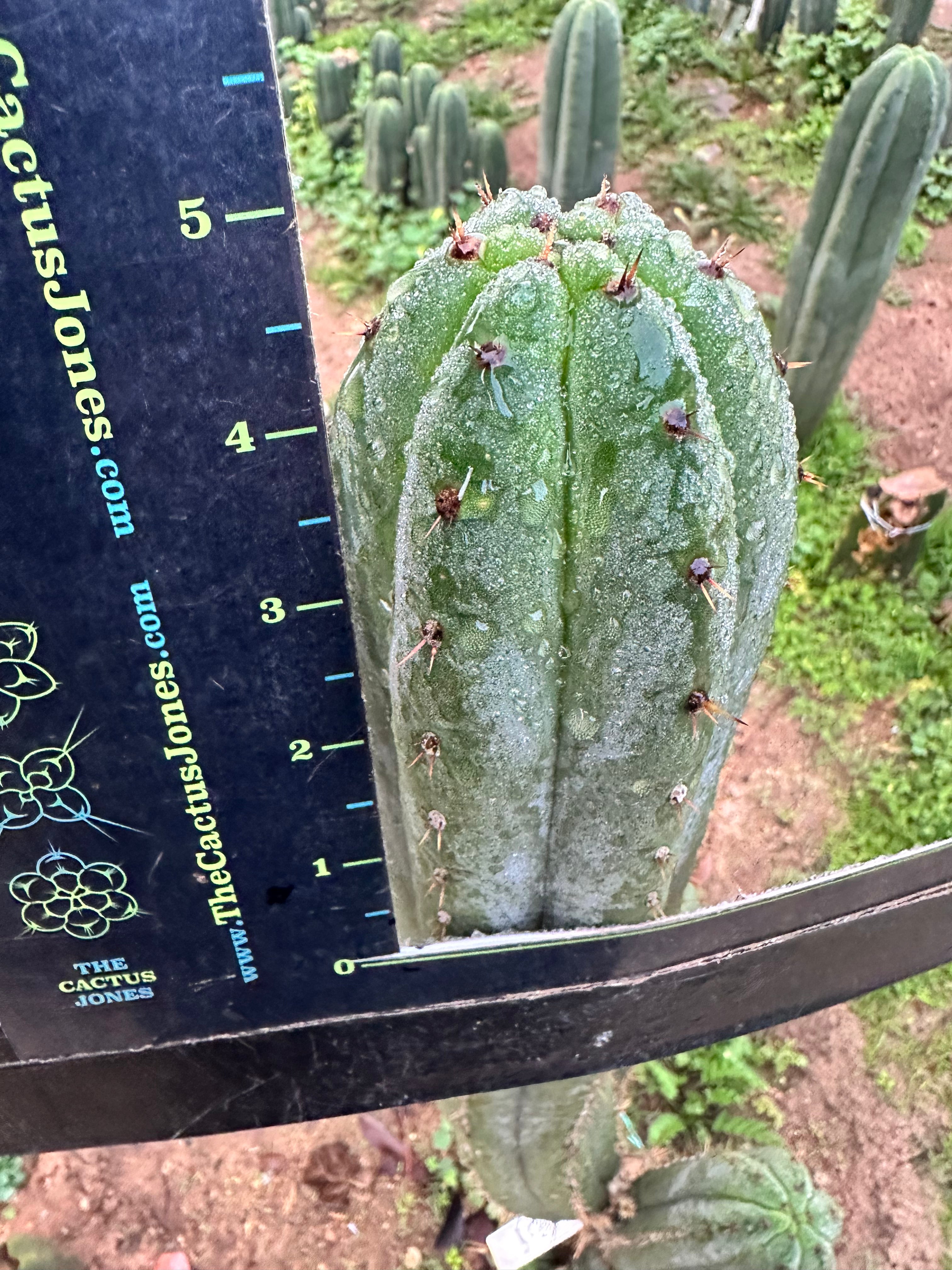 👑 KK339 — 4-5” Cutting.  FREE ADD-ON ITEM