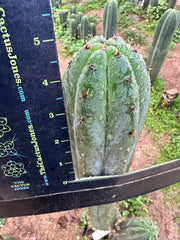 👑 KK339 — 4-5” Cutting.  FREE ADD-ON ITEM