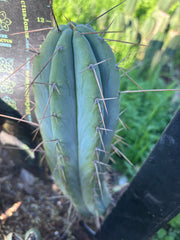 👑🌶️🌶️  Lumberjack — 12” Pup