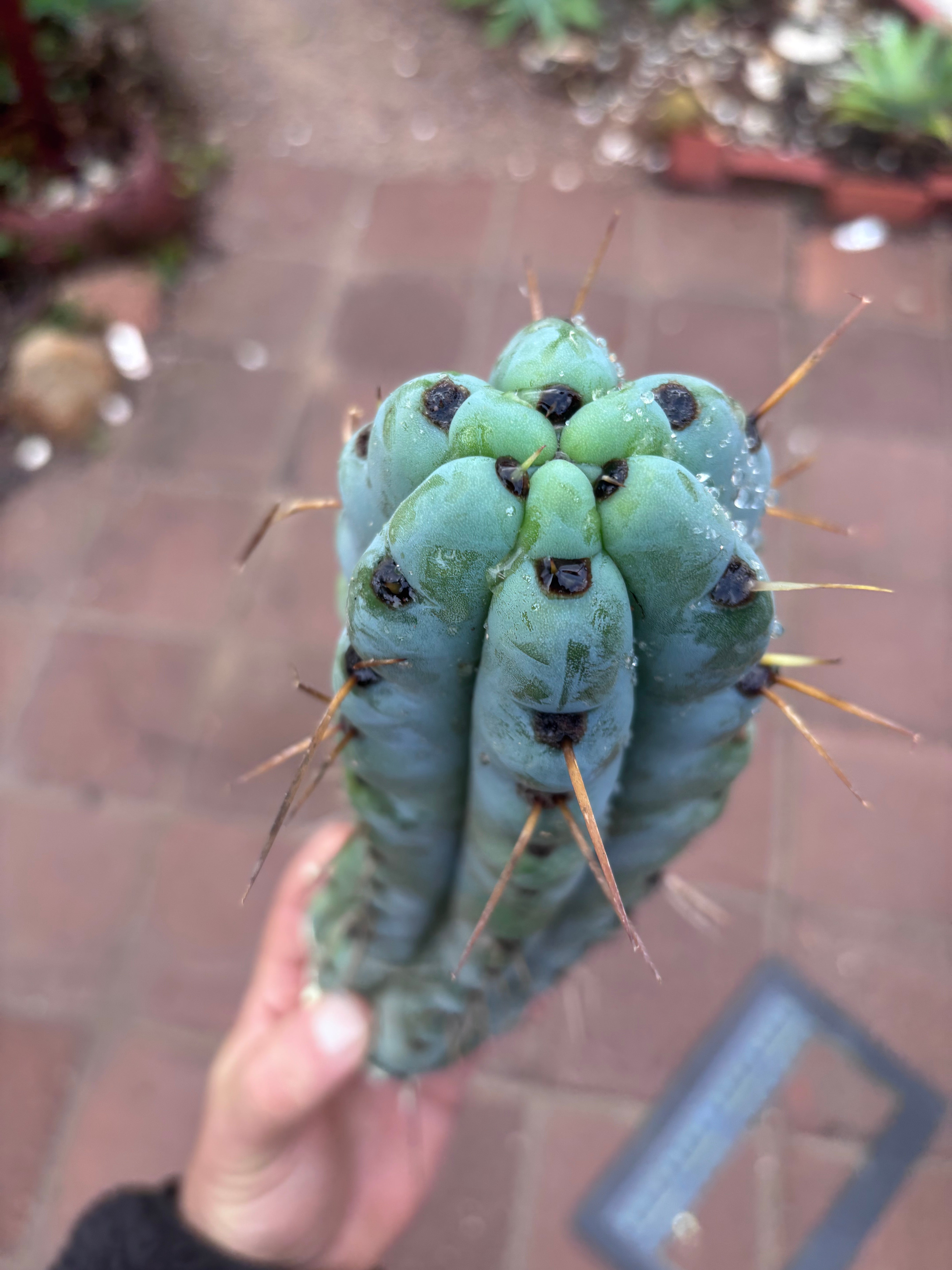 💎🌶️ Noid of the Moment — 12” Pup