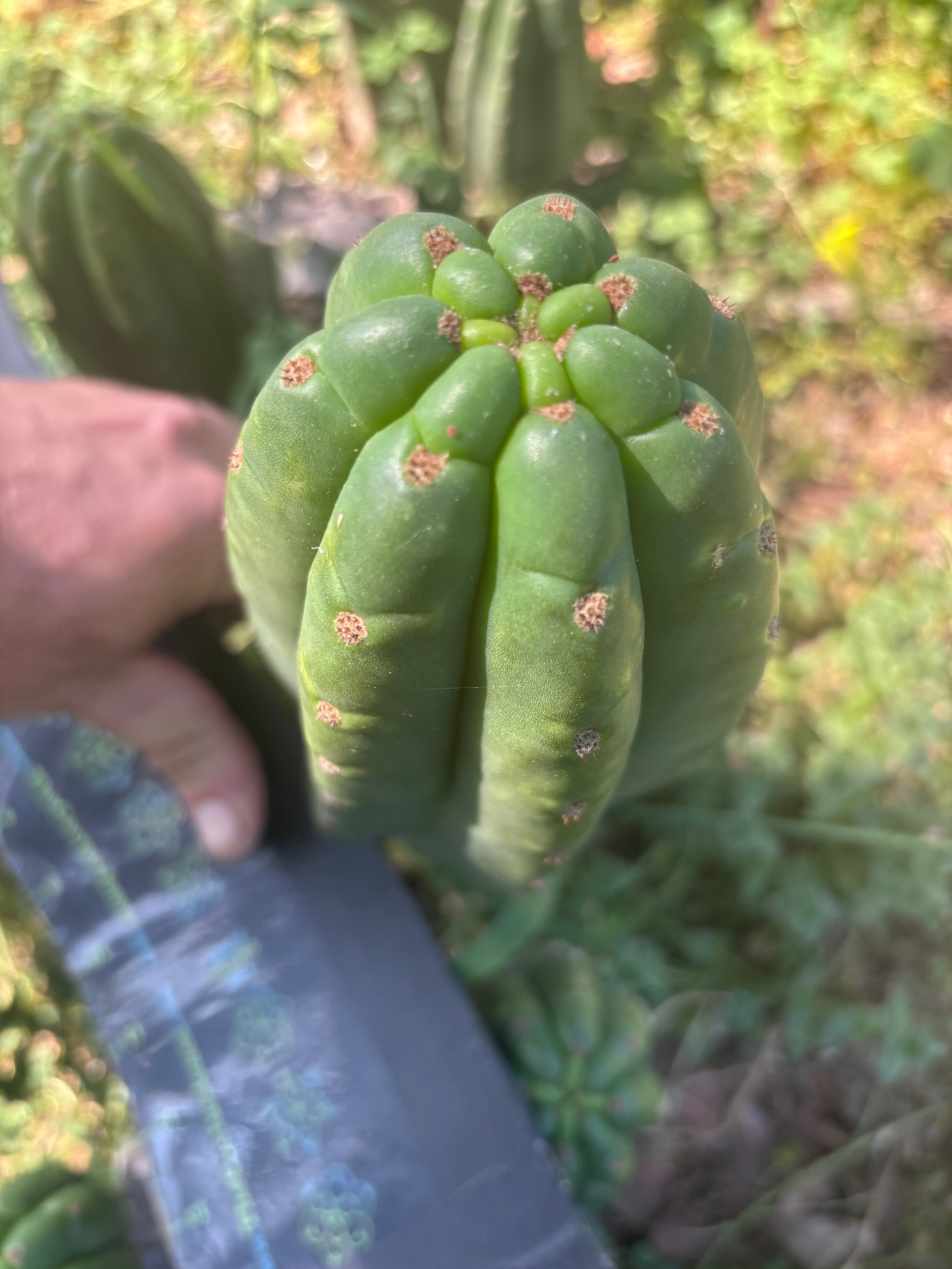 👑🌶️ The Field’s Pachanoi — Fat Pup