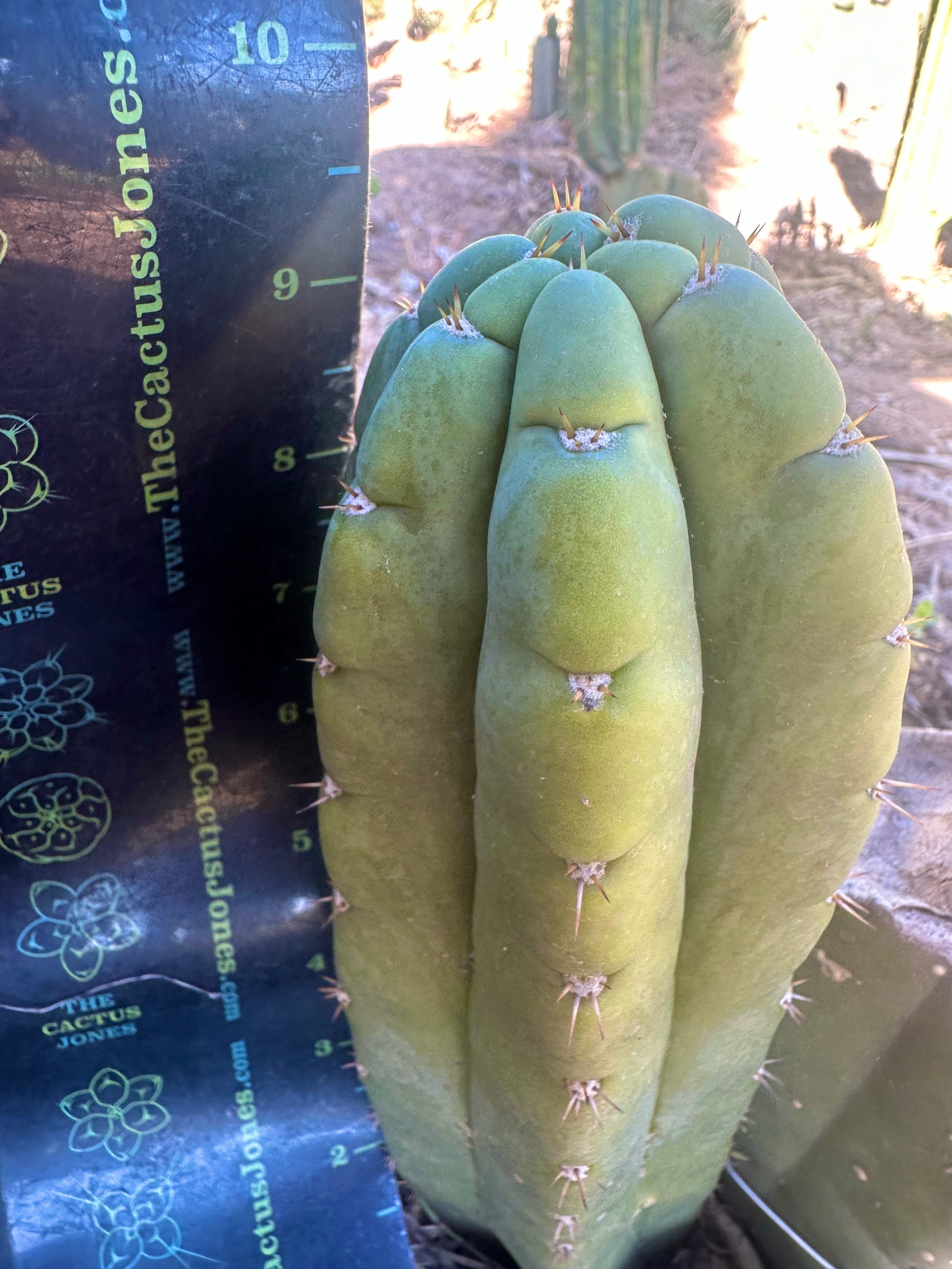 *👑🌶️ Bob’s Colossus—  Chonky 9” Pup