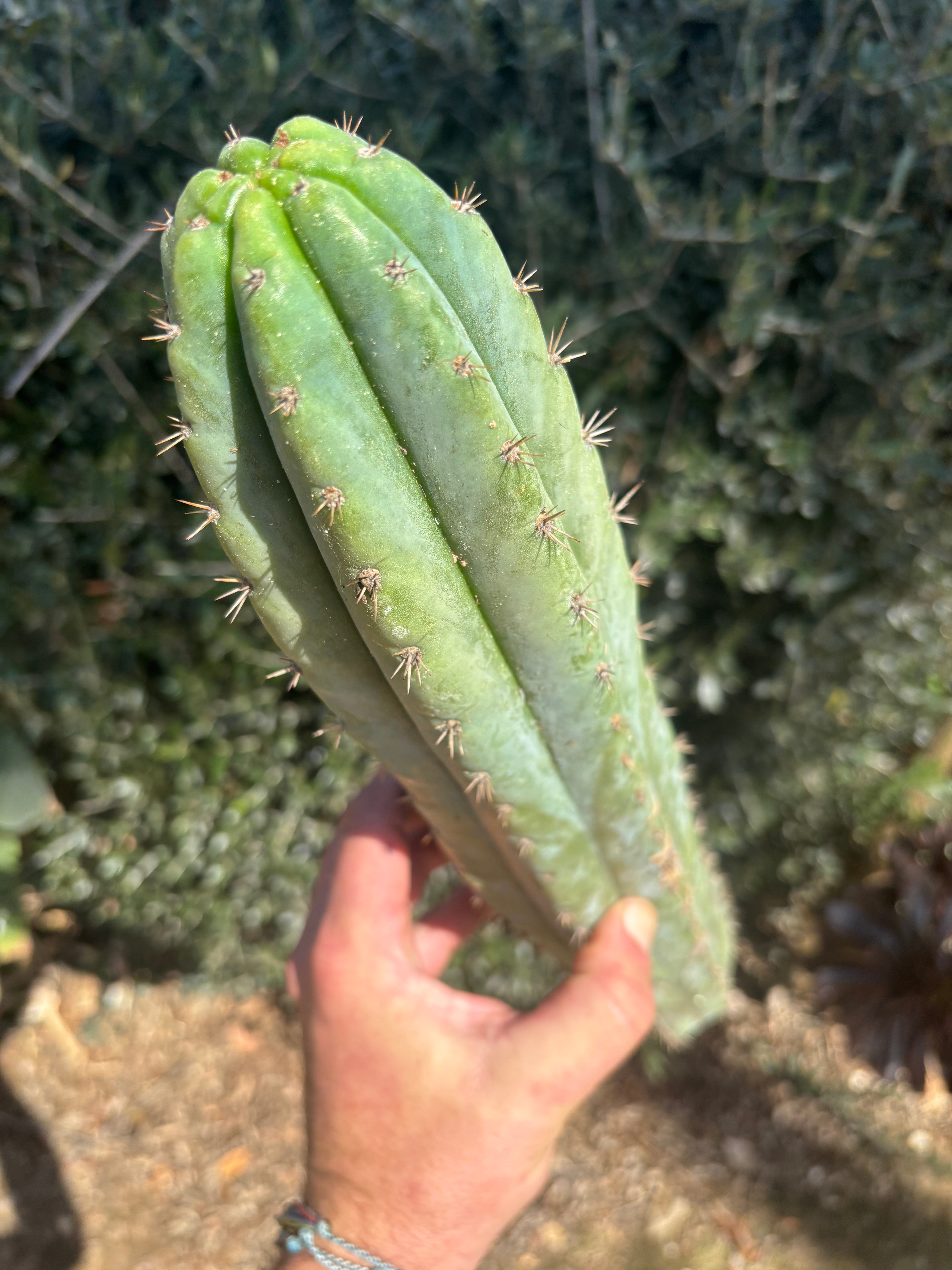 👑🌶️ Ventucky Blue — XL 16” Pup
