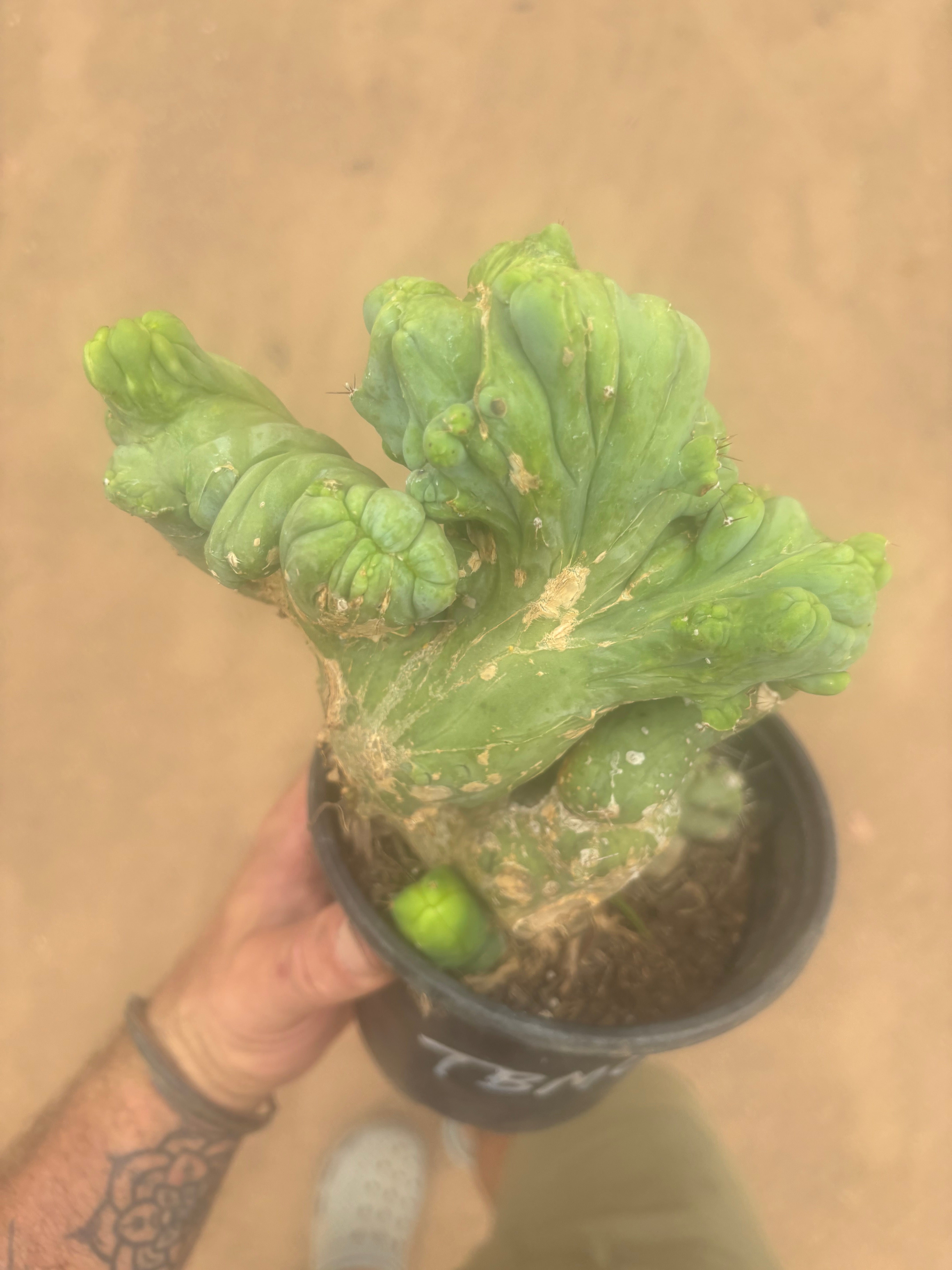💎👑🌶️🌶️ TBMC — Large Rooted Specimen