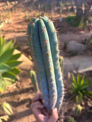 👑💎  Icaros DNA  — XL 17” Fully Rooted