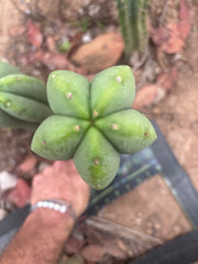 👑💎 Aussie Scop — Chonky 12” Pup
