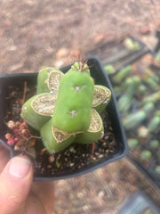 💎👑💎 Parque de las Leyendes —BK08611.4 Clone A —  Rooted Slab Graft w/ Pup Starting
