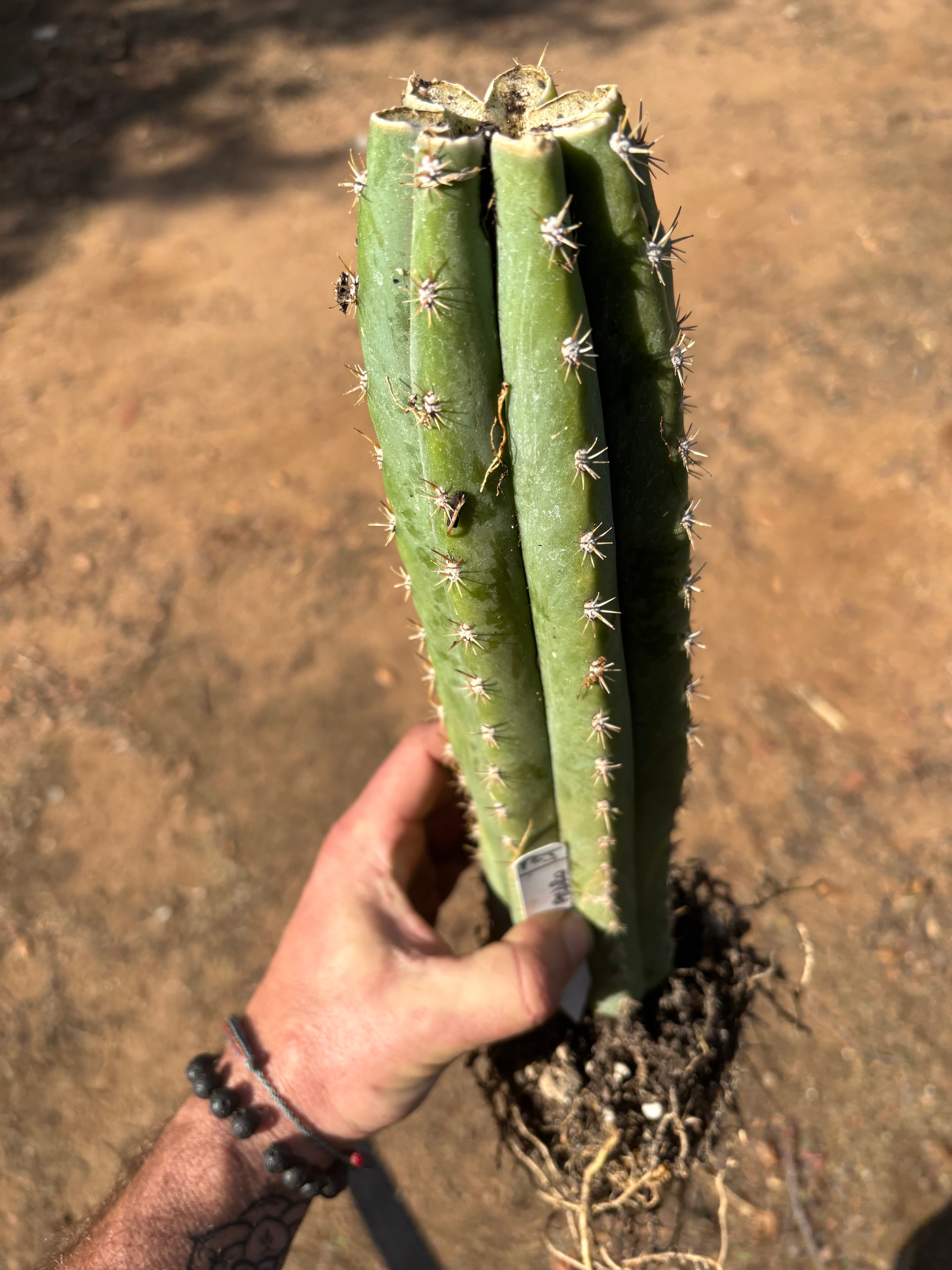 🌶️ Tipz x Super Pedro — 14” Fully Rooted Stump