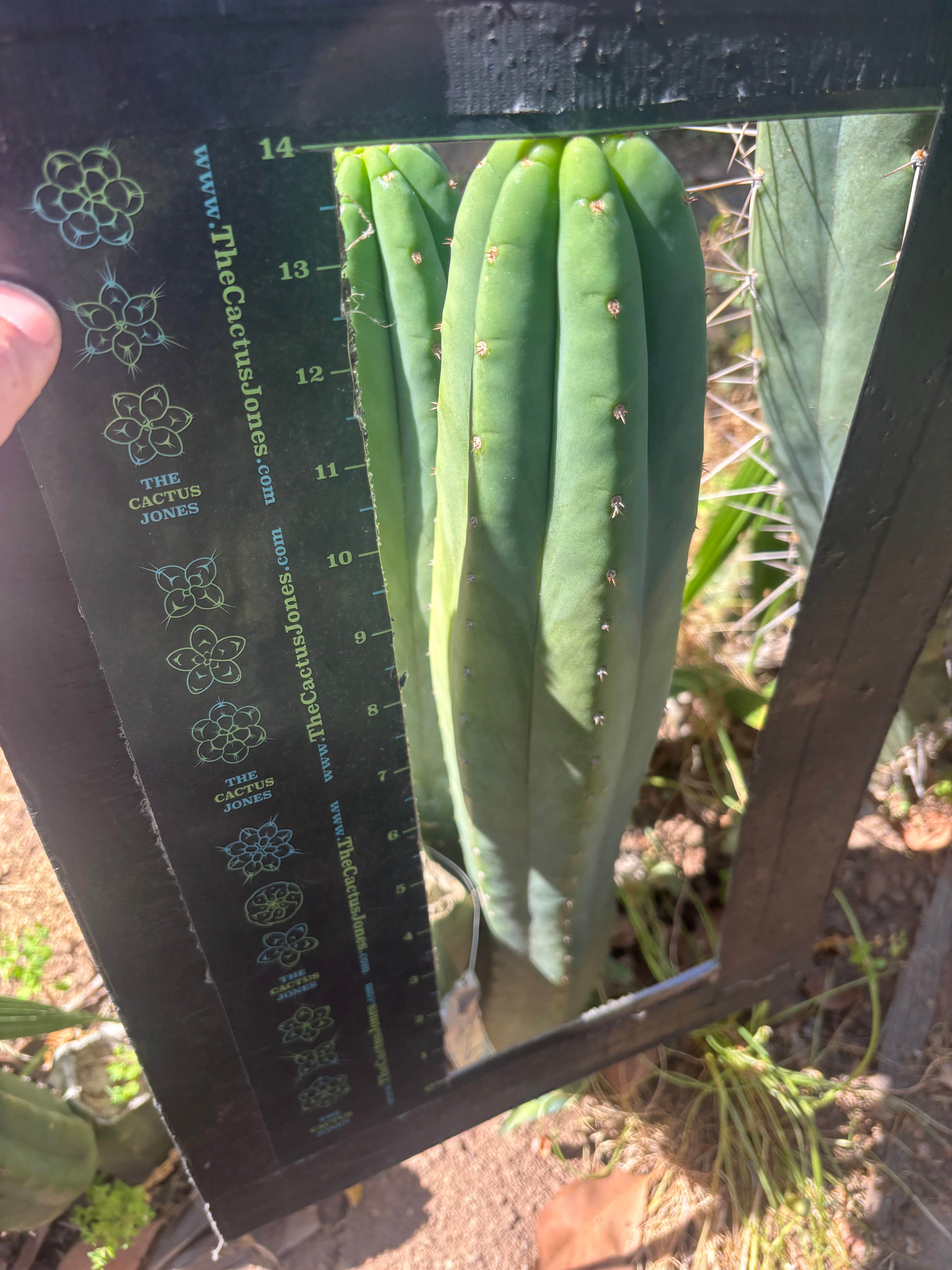 👑🌶️ Davy — XL 14” Tip