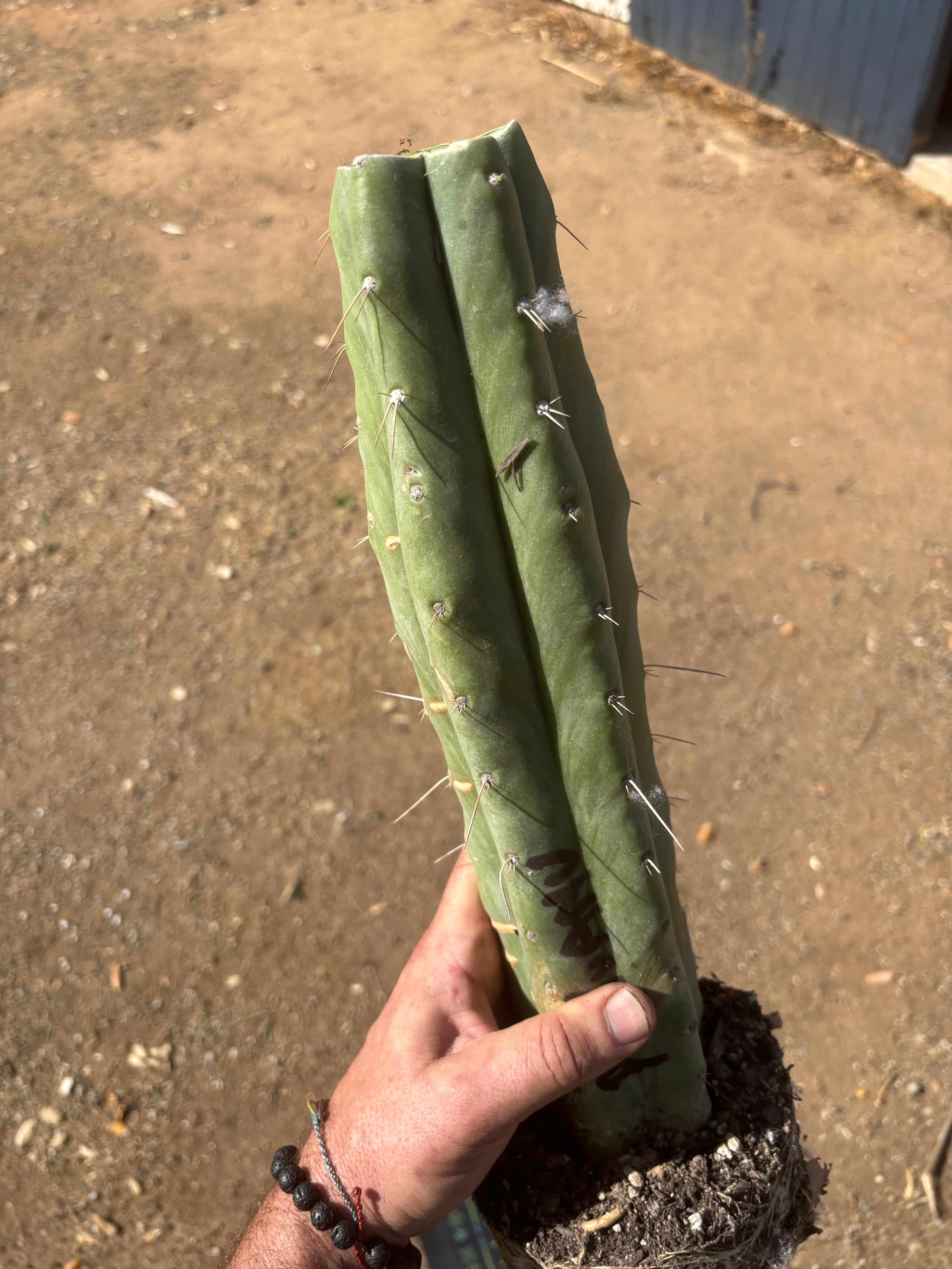 👑 Big Mac Huanu (P7)  — XL 15” Fully Rooted Stump