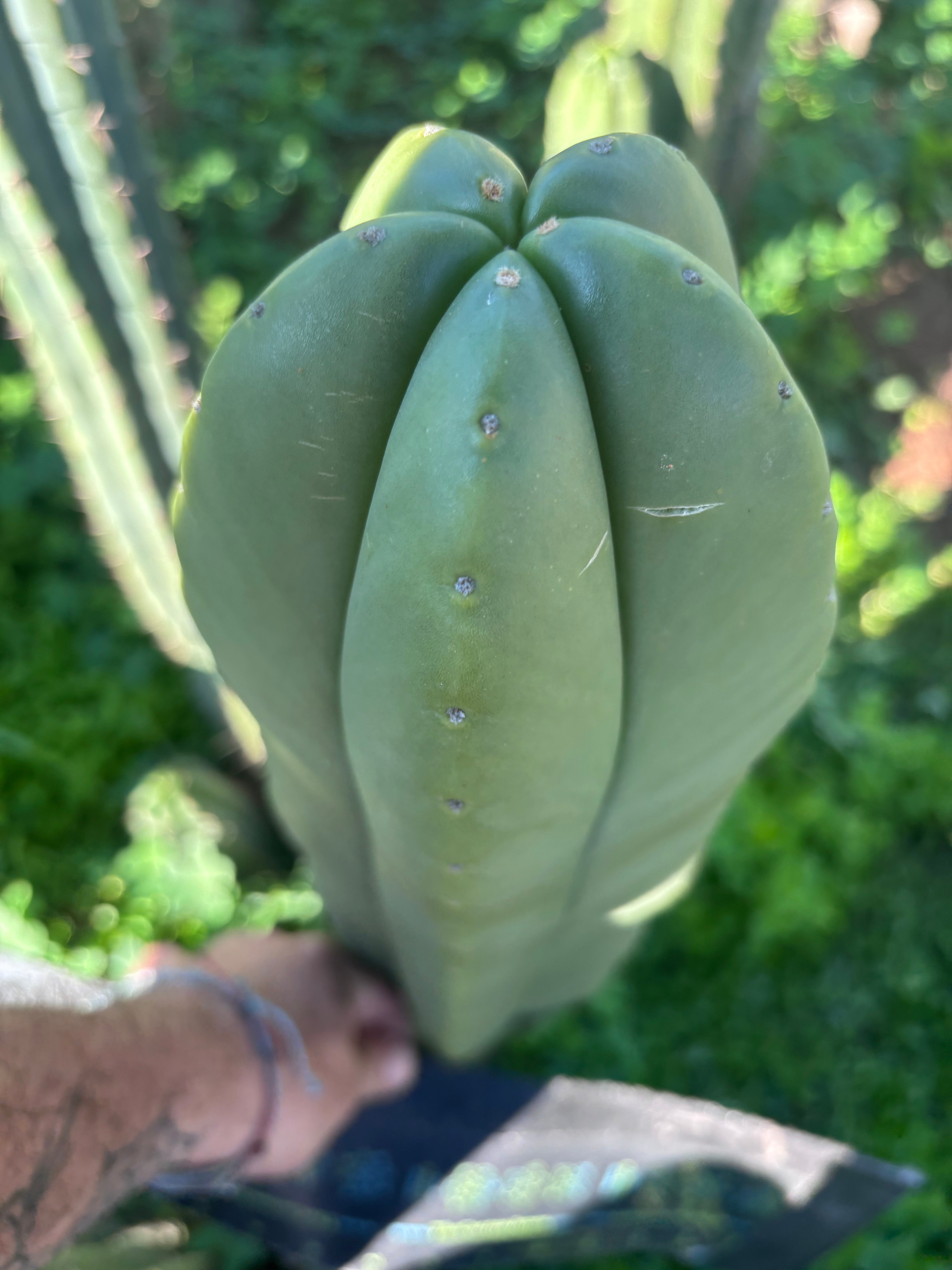 👑💎 Aussie Scop — XL Balloon 14” Tip