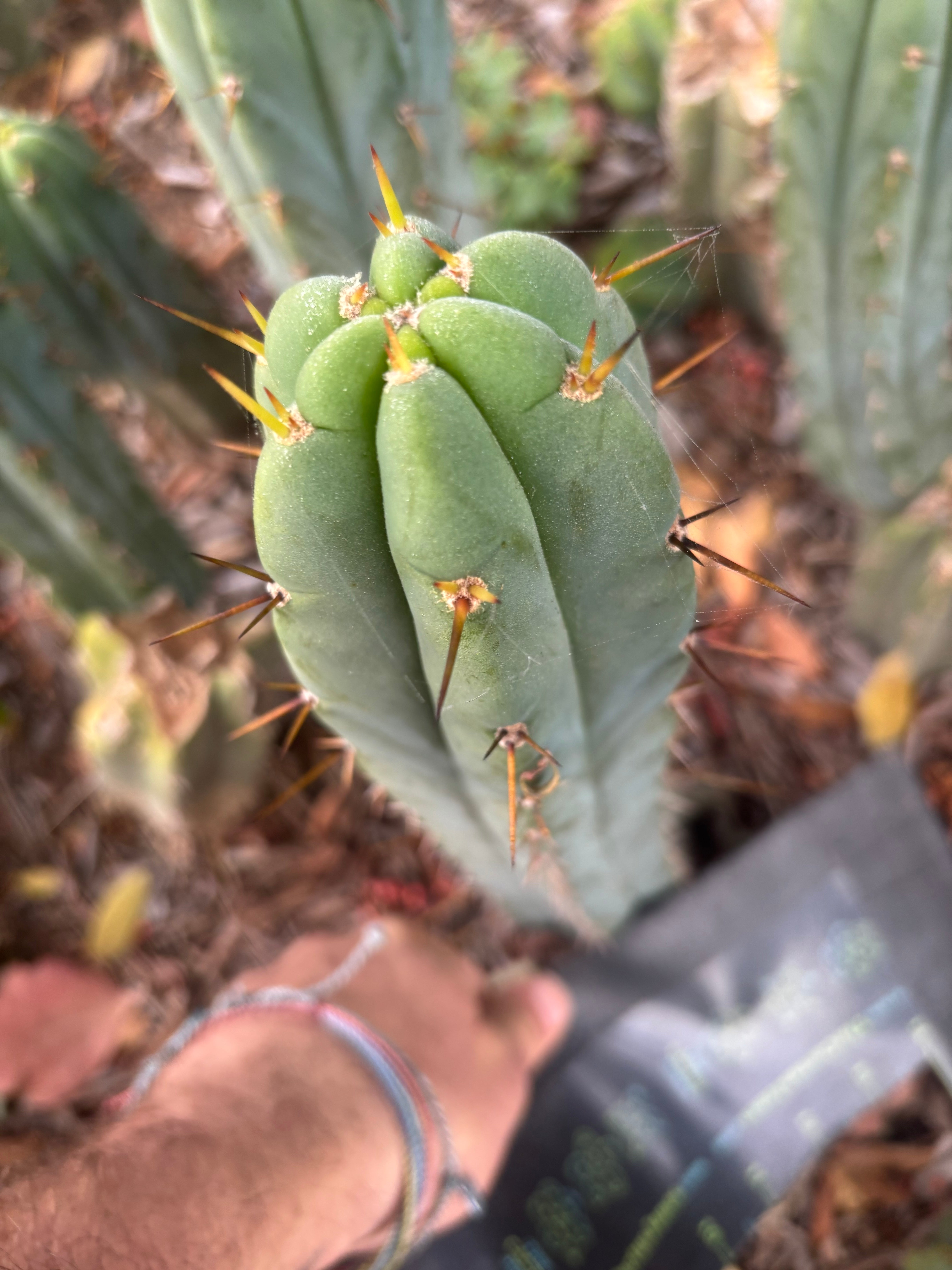 👑🌶️🌶️ Pala — Another 9” Tip