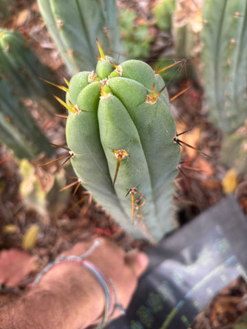 👑🌶️🌶️ Pala — Another 9” Tip