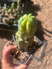 💎👑💎 VFV — Rooted Tip Graft