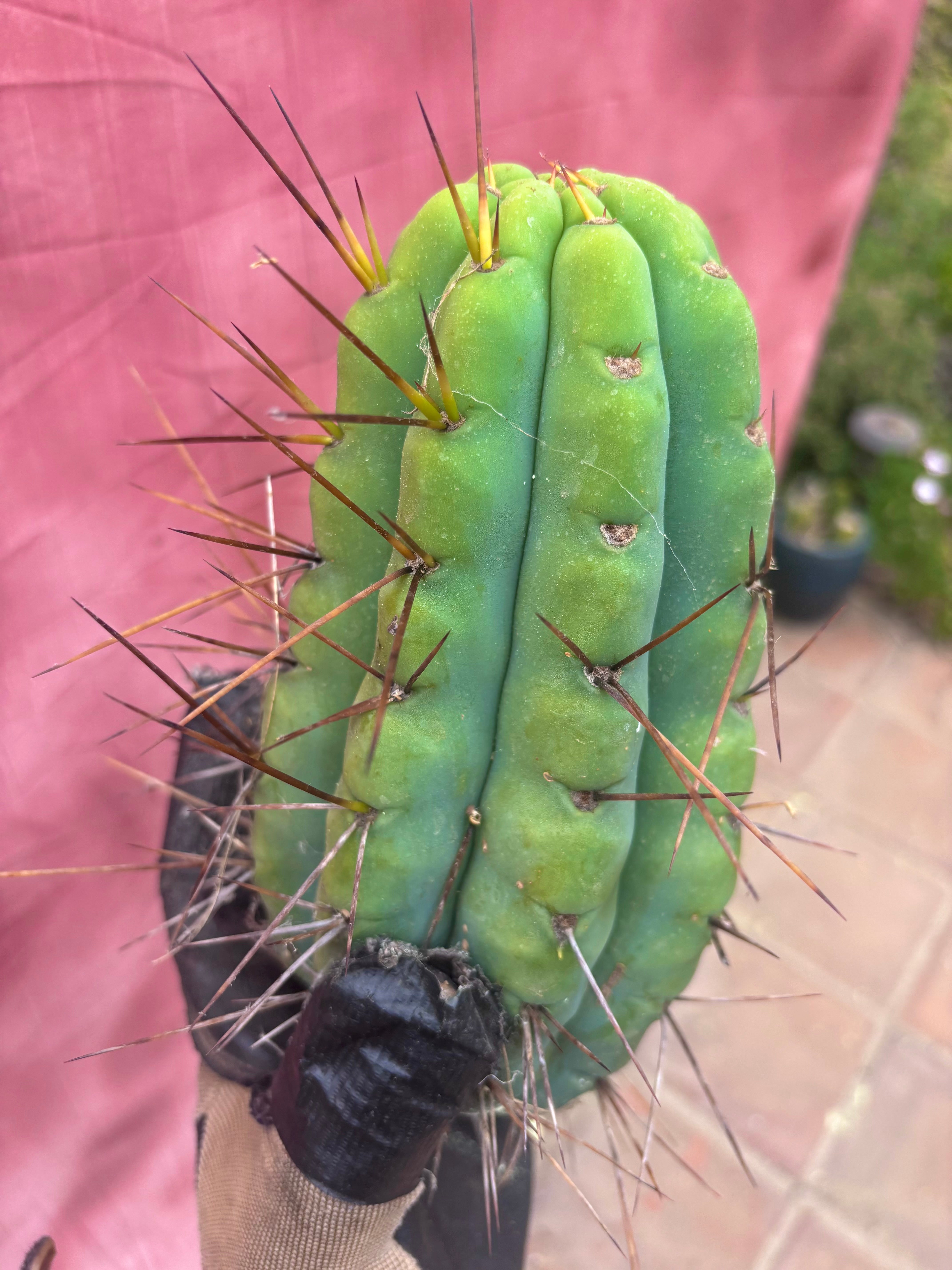 🌶️🌶️⚠️ E.R. — Another Beefy 9” Pup