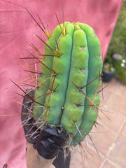 🌶️🌶️⚠️ E.R. — Another Beefy 9” Pup