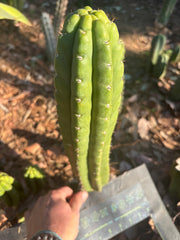 👑🌶️ Lima — XL 14” Pup