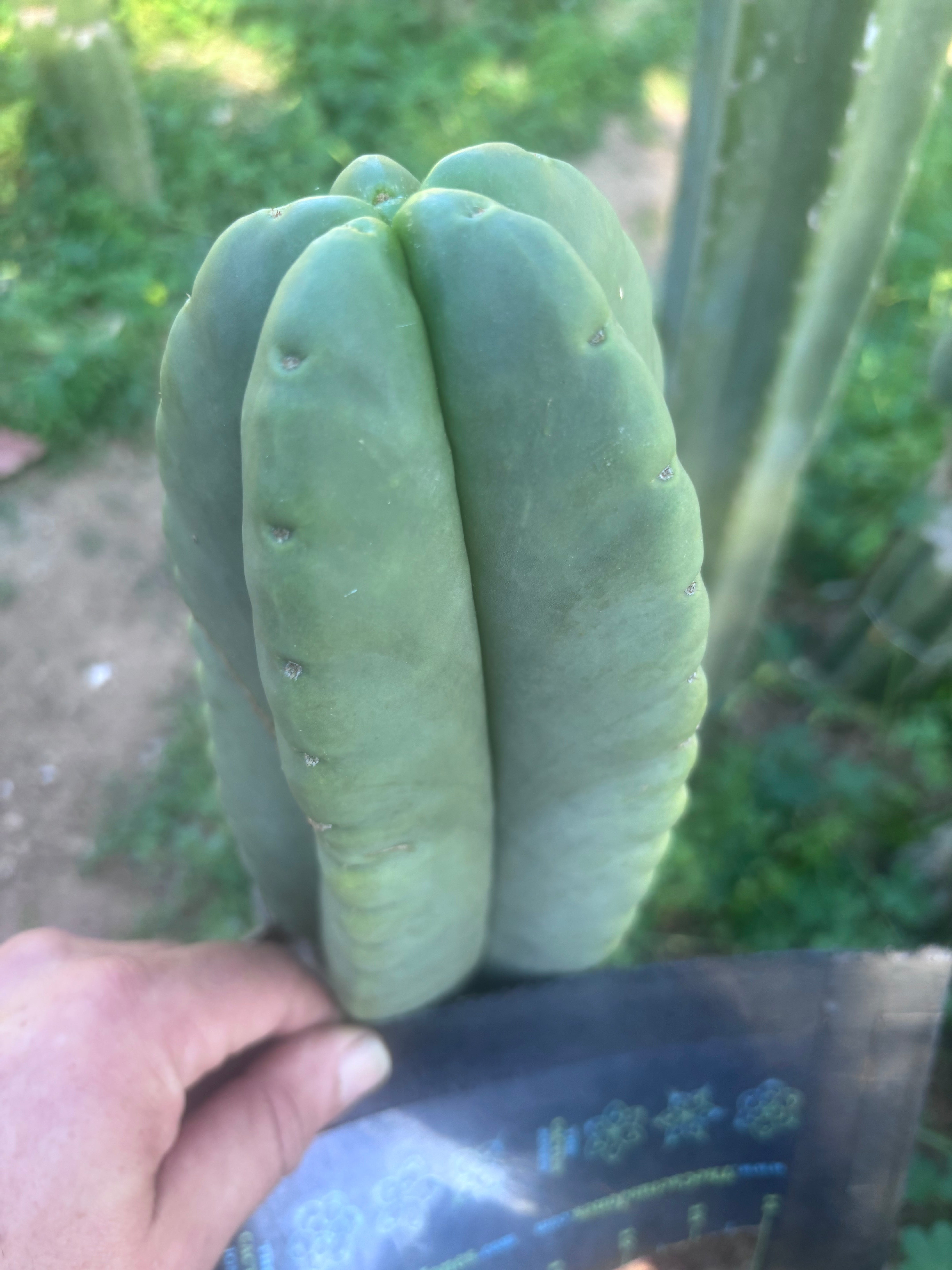 💎👑🌶️ Ferah — Chonky 7” Tip