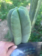 💎👑🌶️ Ferah — Chonky 7” Tip