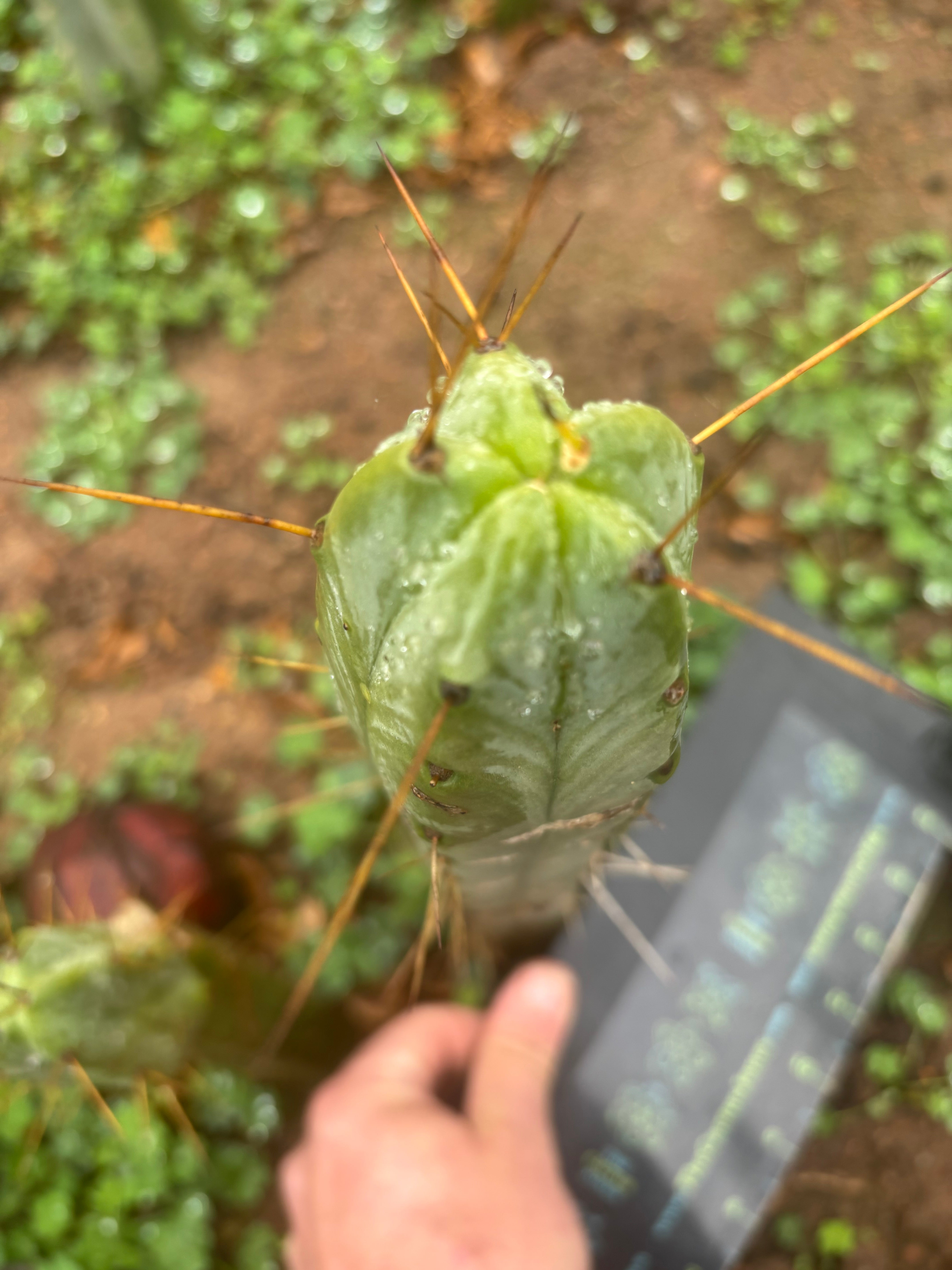 👑🌶️🌶️ Dulzura — 10” Tip