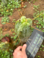 👑🌶️🌶️ Dulzura — 10” Tip