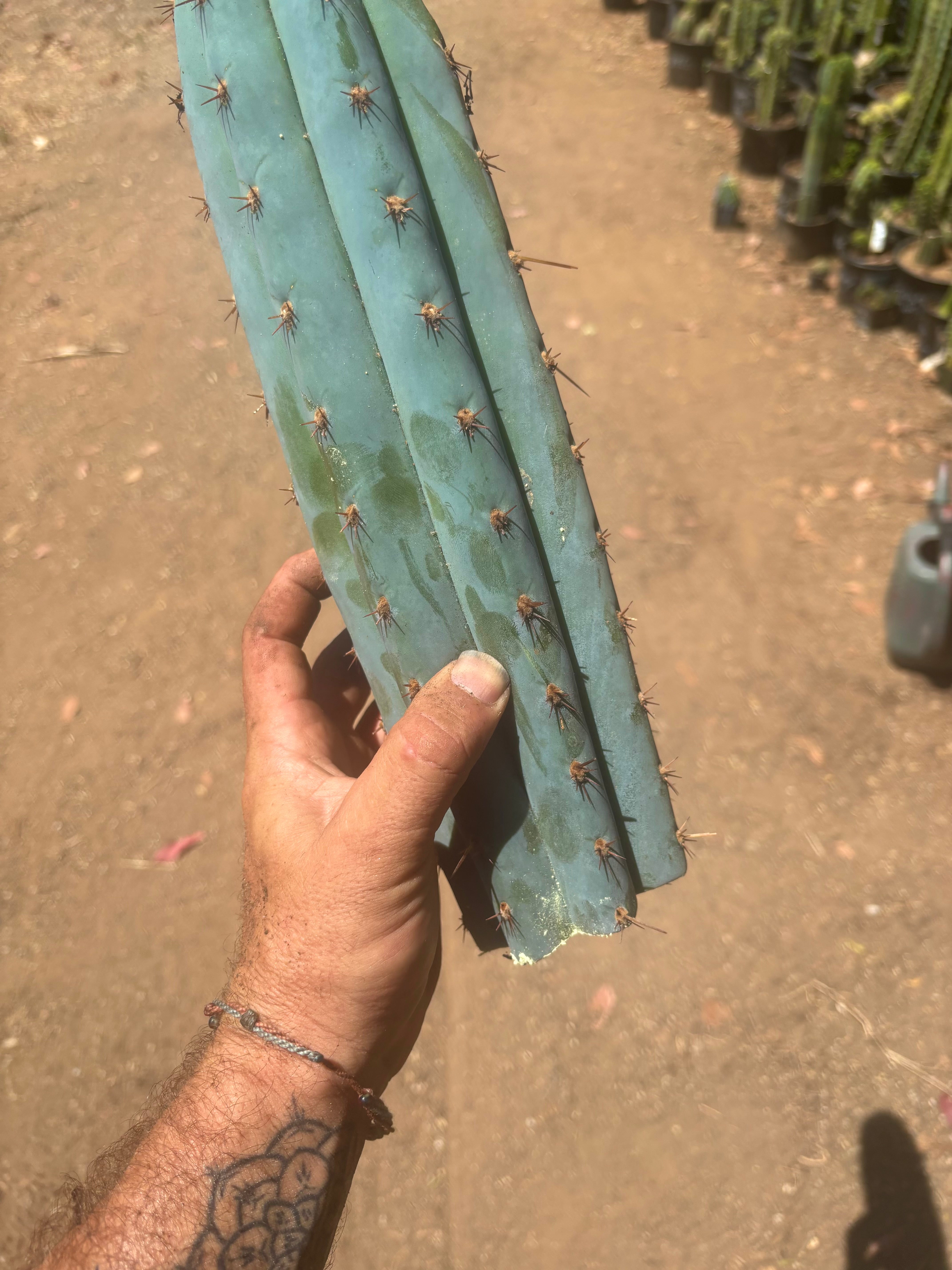 💎👑💙 Bonnaroo Blue — XL 14” Tip