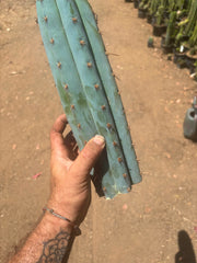 💎👑💙 Bonnaroo Blue — XL 14” Tip