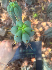 👑🌶️🌶️ Pala — 9” Tip