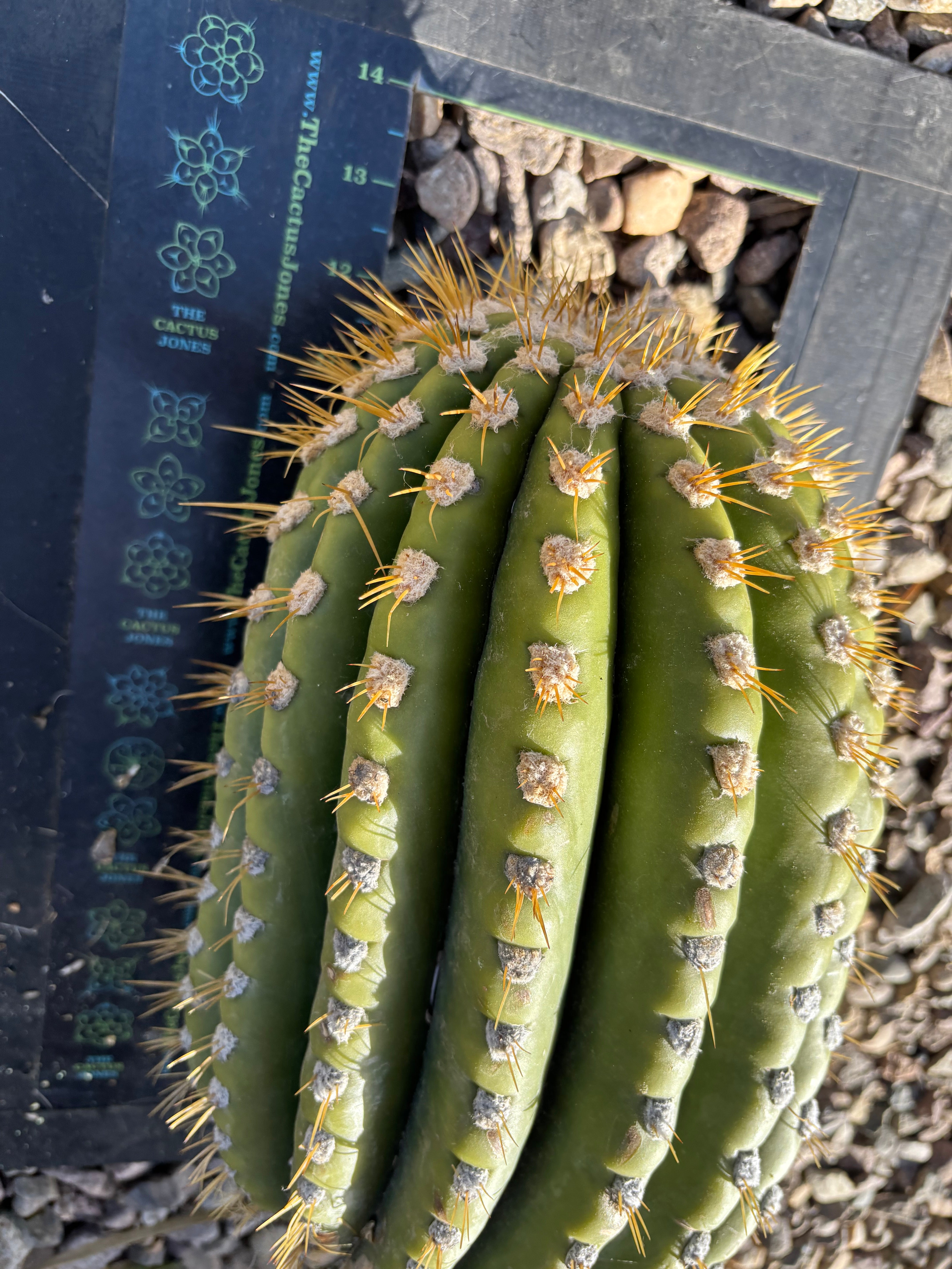 💎🐳 MASSIVE Terscheckii Watermelon