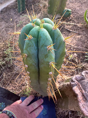 👑 Lotusland Huanucoensis — Fat 12” Pup
