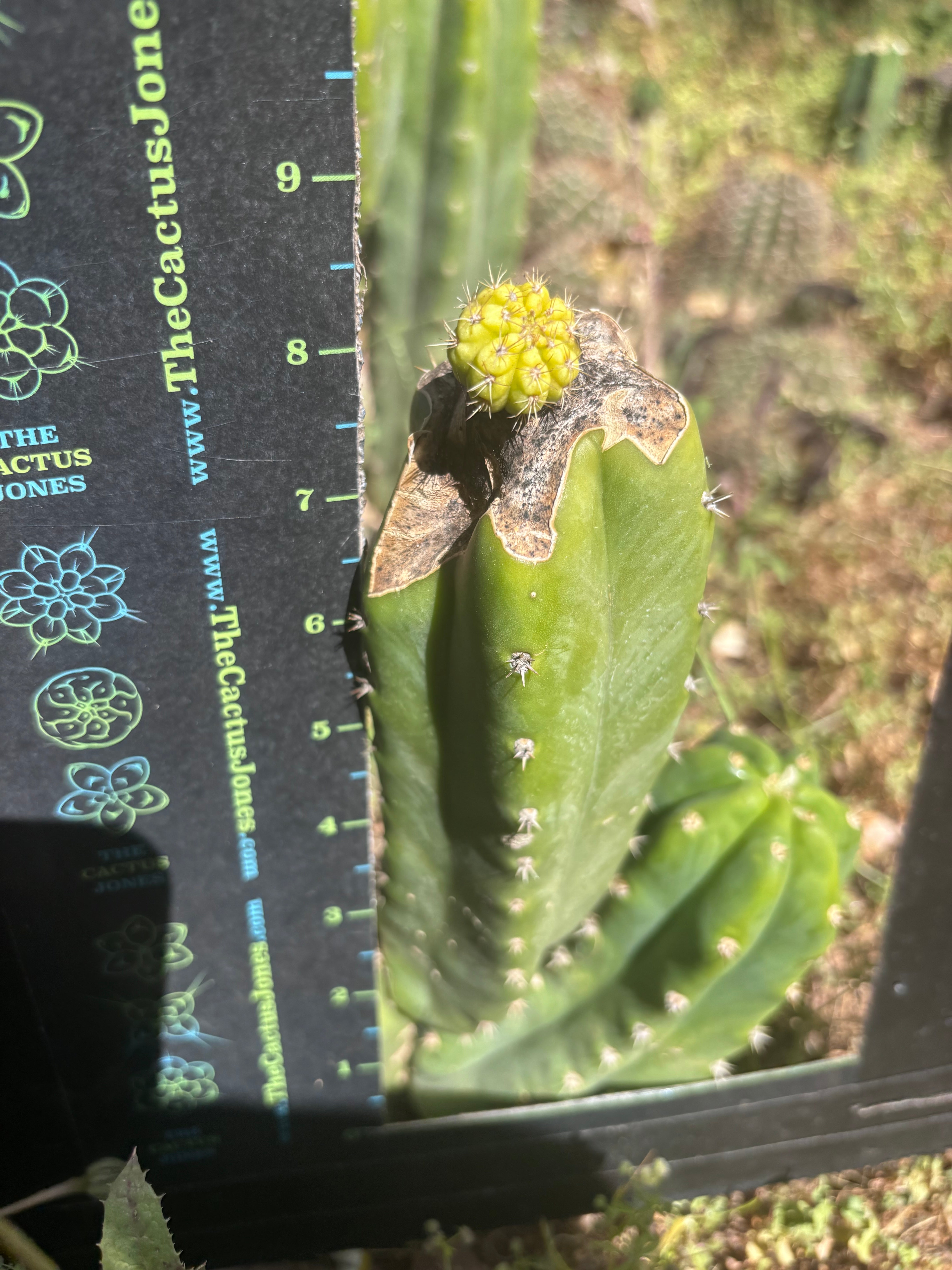 💎👑💎 Hulk’s Balls Graft