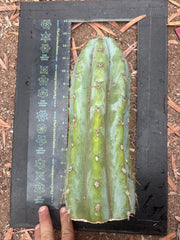 👑 TSSBP — 12” Chonk Tip