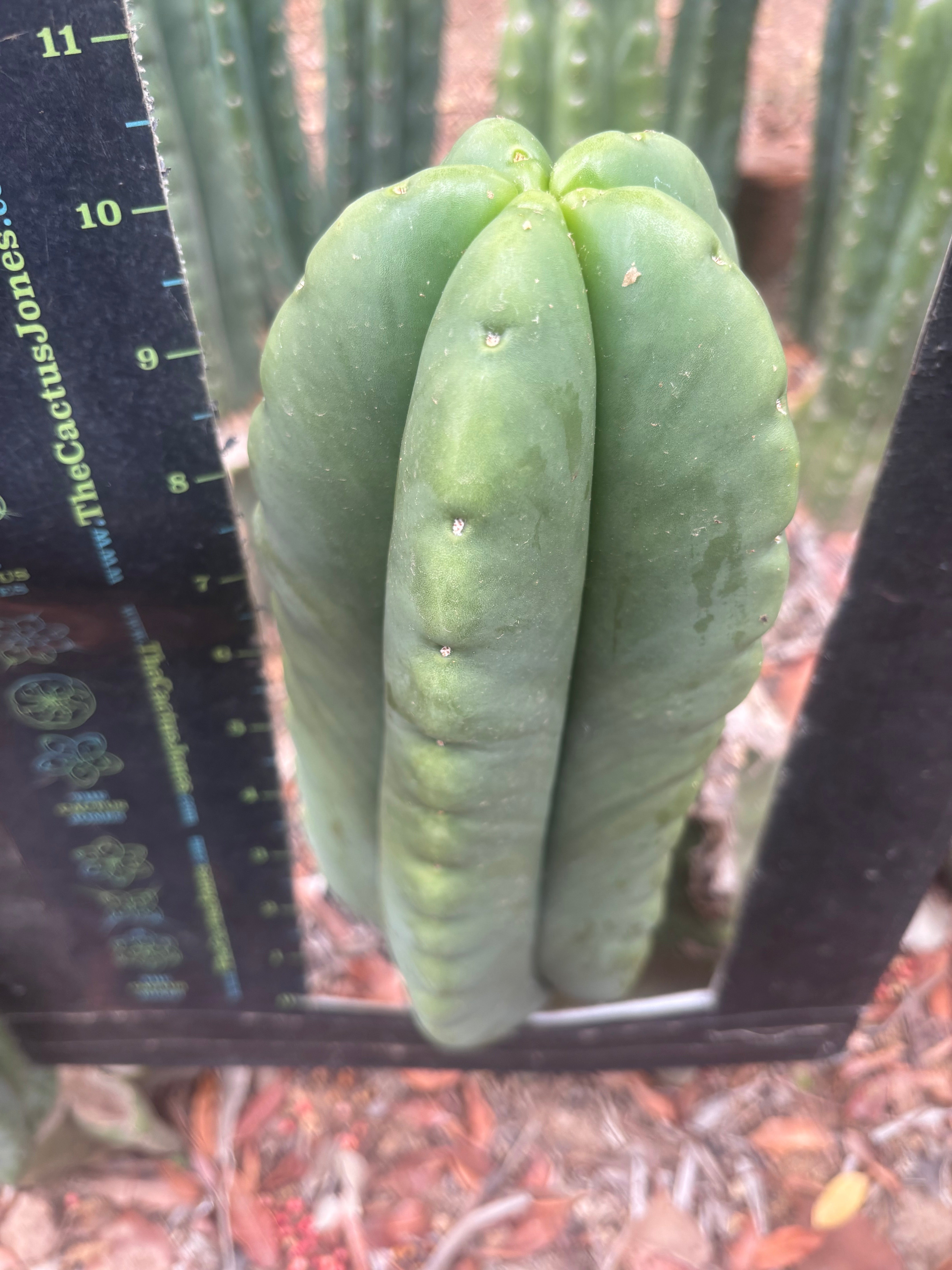 💎👑🌶️ Ferah — FAT 10” Pup