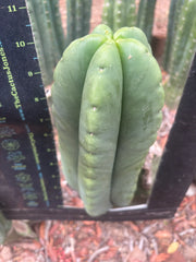 💎👑🌶️ Ferah — FAT 10” Pup