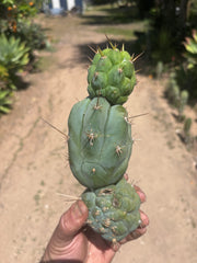 💎👑 Bruce’s Dragon — Chonky 9” Stacker Pup