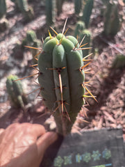 👑🌶️🌶️ Pala! — The Mid Week Pup