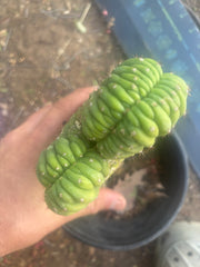 🔰💎 Crested Variegated Pachanoi, Rooted