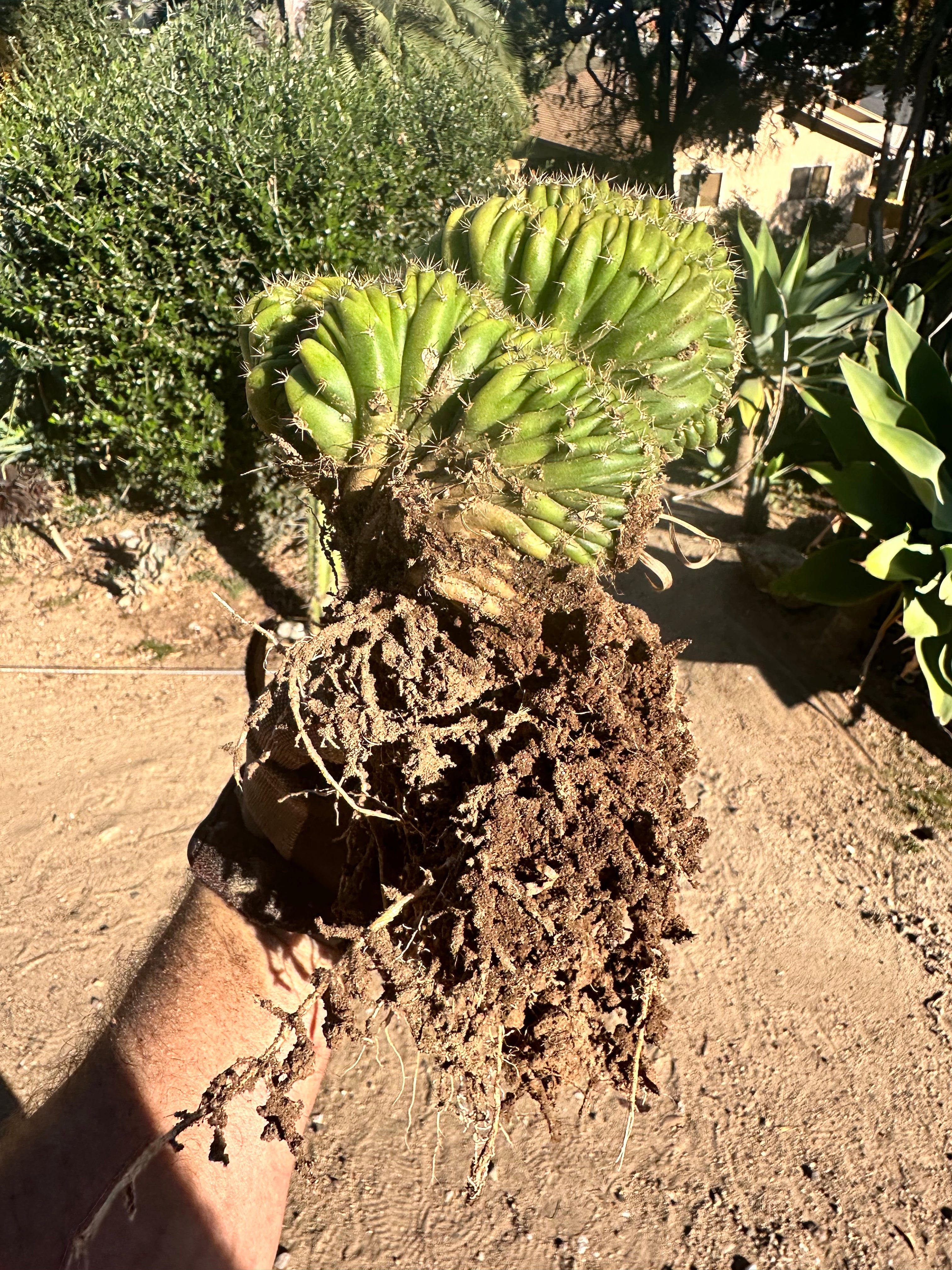 Oscar x TPM with Full Roots (specimen #3)